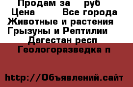 Продам за 50 руб. › Цена ­ 50 - Все города Животные и растения » Грызуны и Рептилии   . Дагестан респ.,Геологоразведка п.